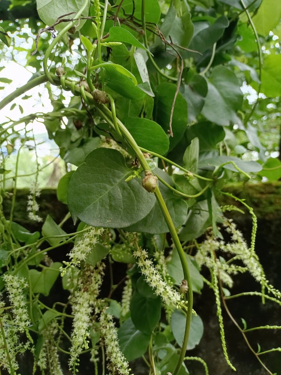 原来你是落葵薯,藤三七.