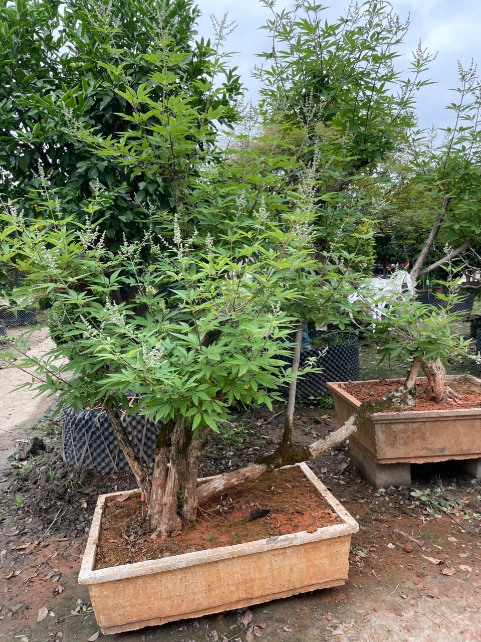 夏日开花王者-穗花牡荆