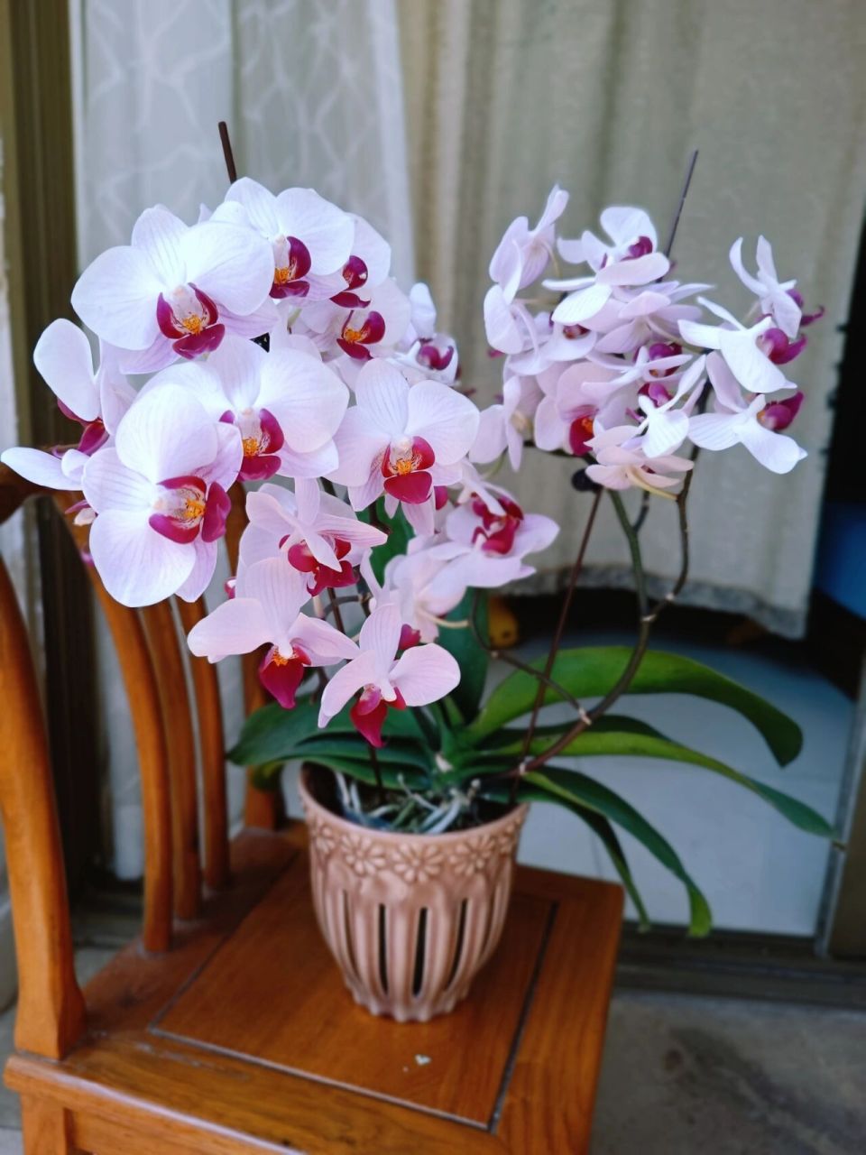 蝴蝶兰第一名(貂蝉),开了近五十朵 # 这个叫第一名,也叫貂蝉,是十分