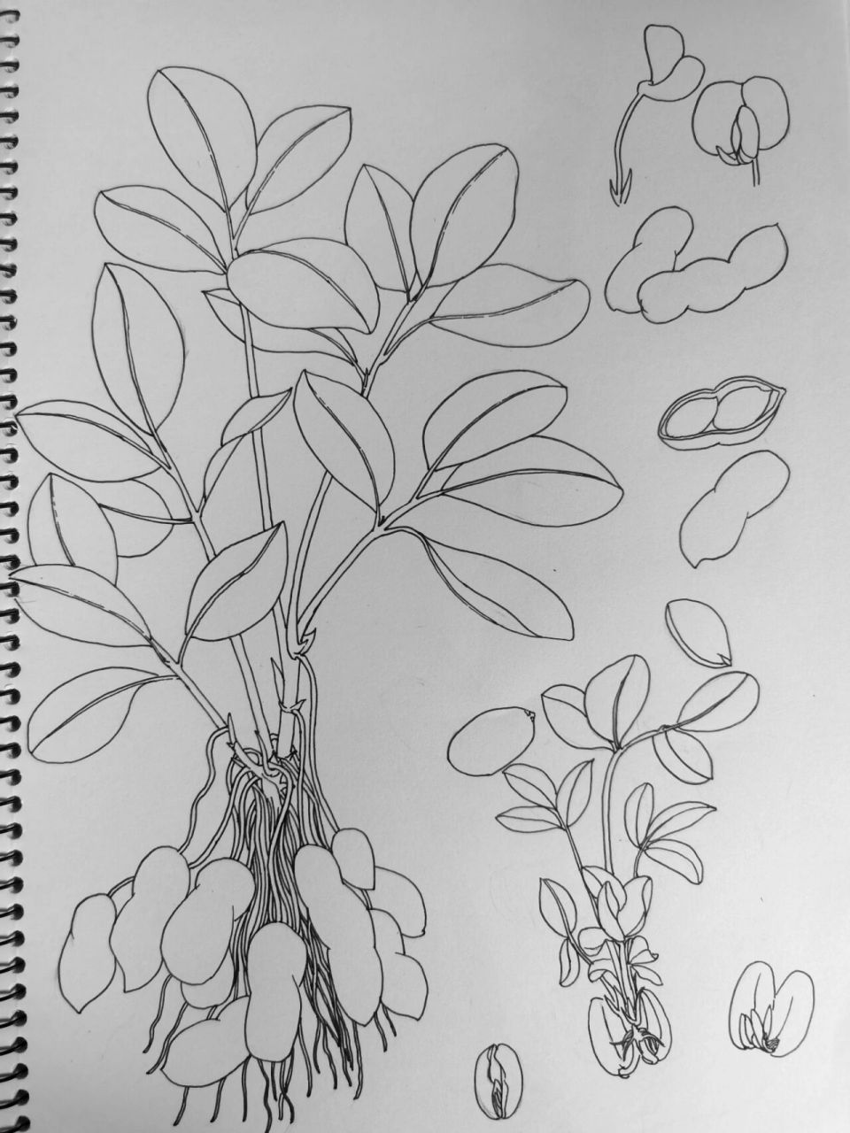 钢笔画 | 花生