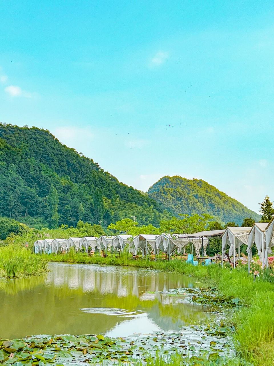 卡妹来打卡虎头山·稻野农场 · 我发现了好大一片稻田呀,这里还有