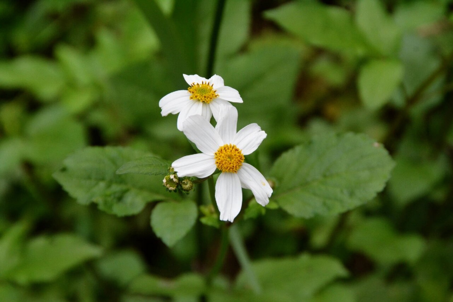 鬼针草,粘人的小东西 鬼针草,菊科鬼针草属.