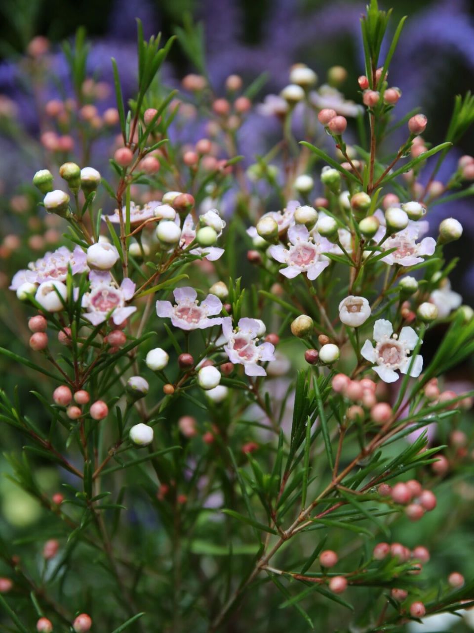 95 澳洲梅,很多人说养不好,我养了半年,全户外,最近天气缓和,终于