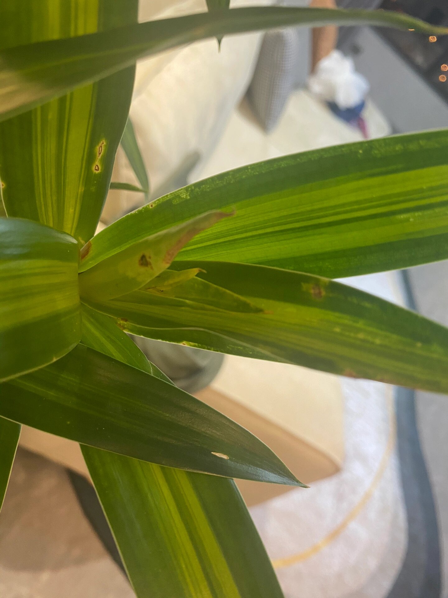 求救百合竹长黄斑