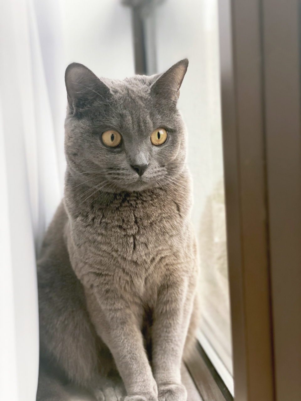 蓝猫的毛变黄04什么原因 明明是只蓝猫 为什么毛越来越变黄了 是