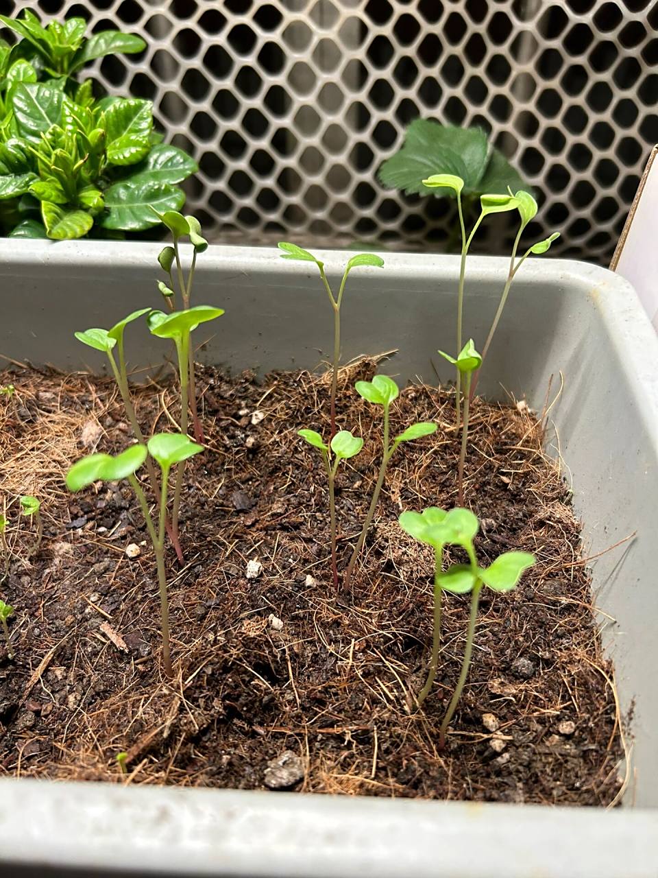 我的樱桃萝卜这是徒长了吗?