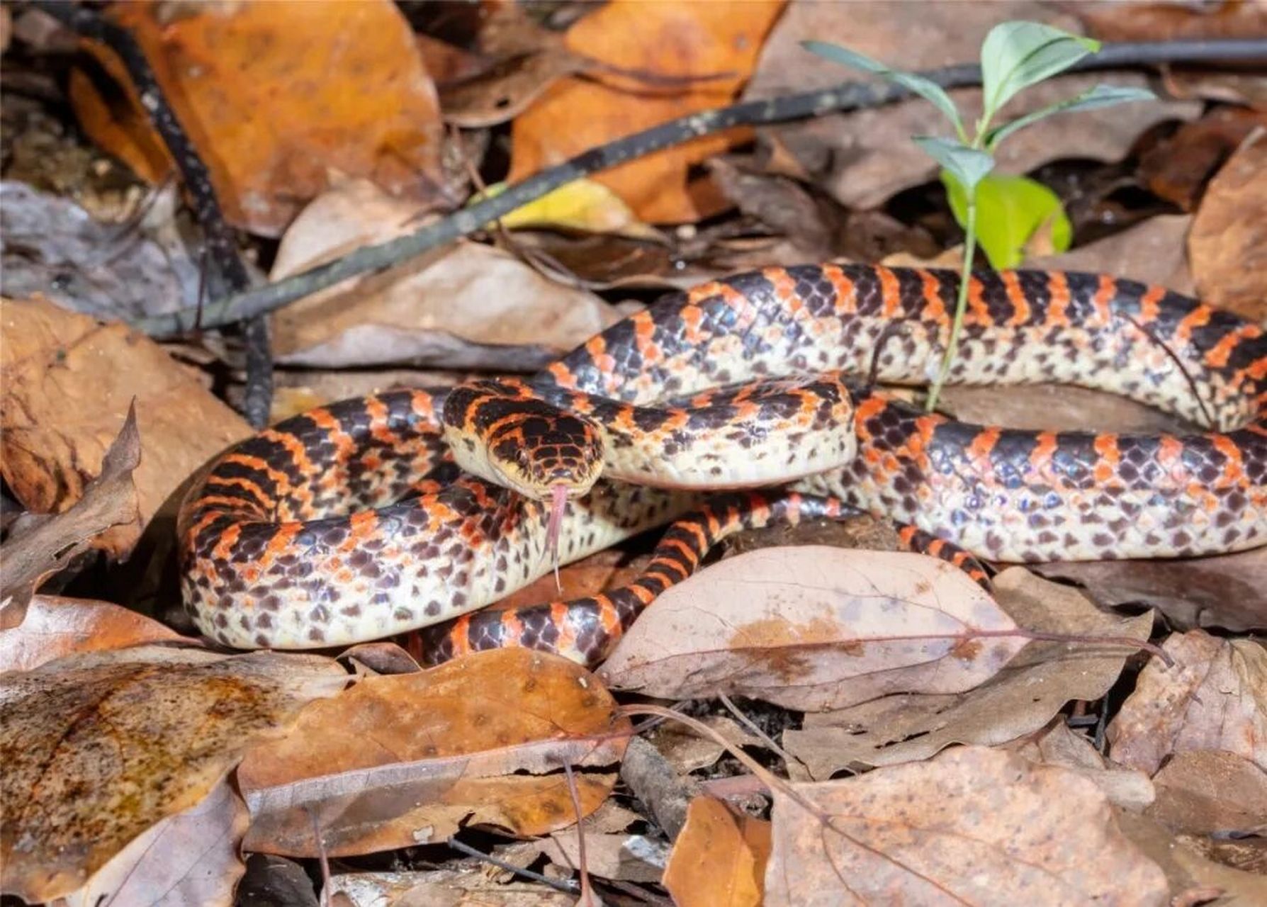 有人喜欢这种赤链蛇吗,喜欢的别错过
