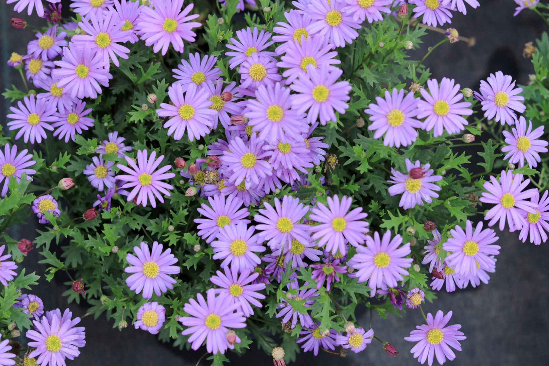 基本资料:姬小菊是菊科雁河菊属多年生草本植物,有白色,紫色,粉色