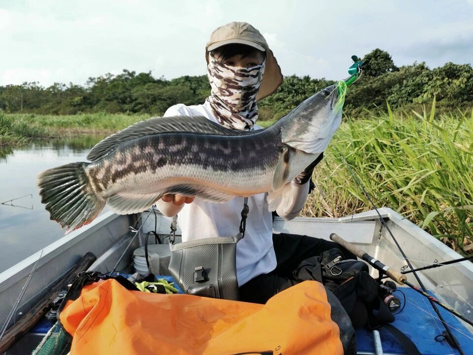 路亚多曼/小盾鳢