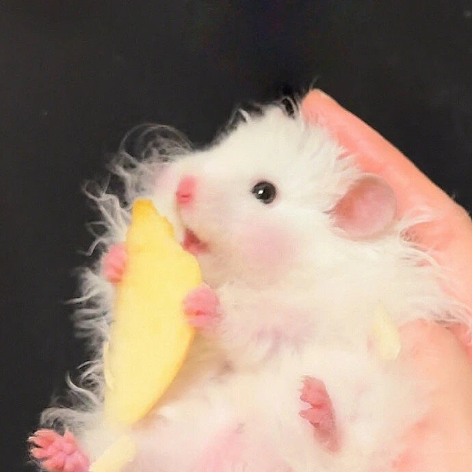 也太可爱了吧 我爱吃果果