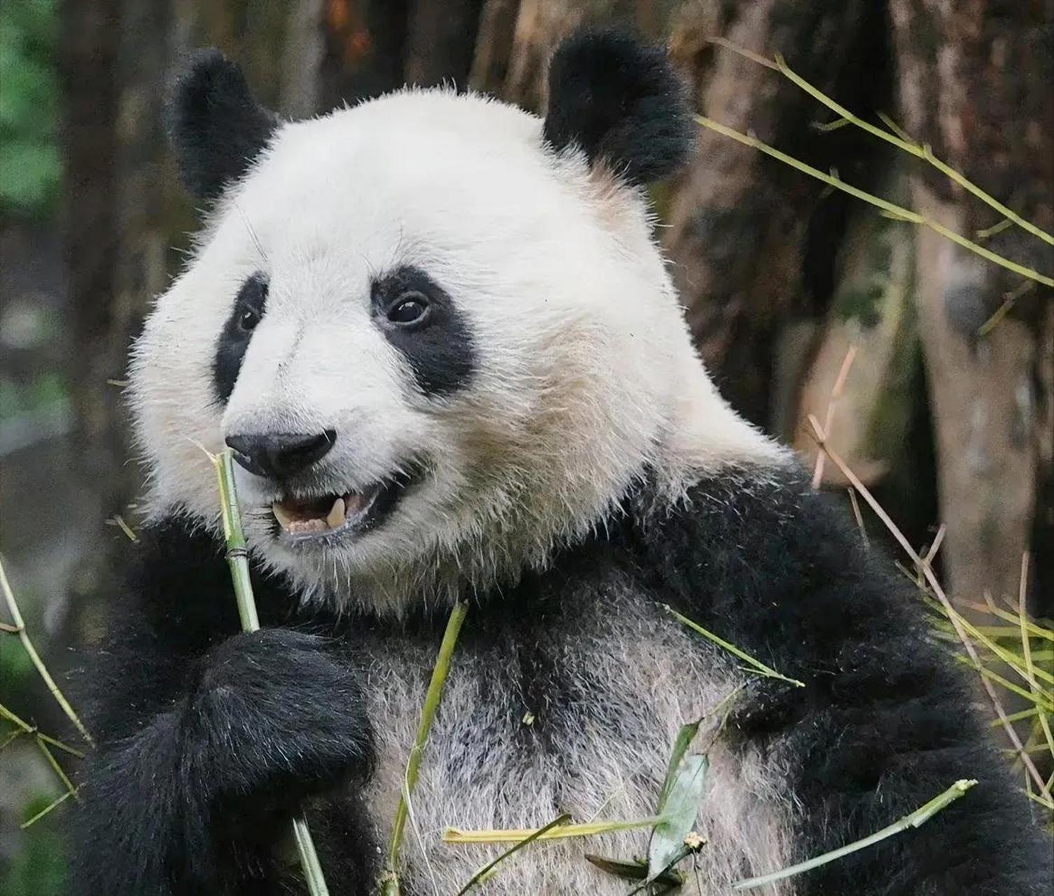 在这样的天气里,只有早上才会感到丝丝凉意,大熊猫宝宝们也大多数时候