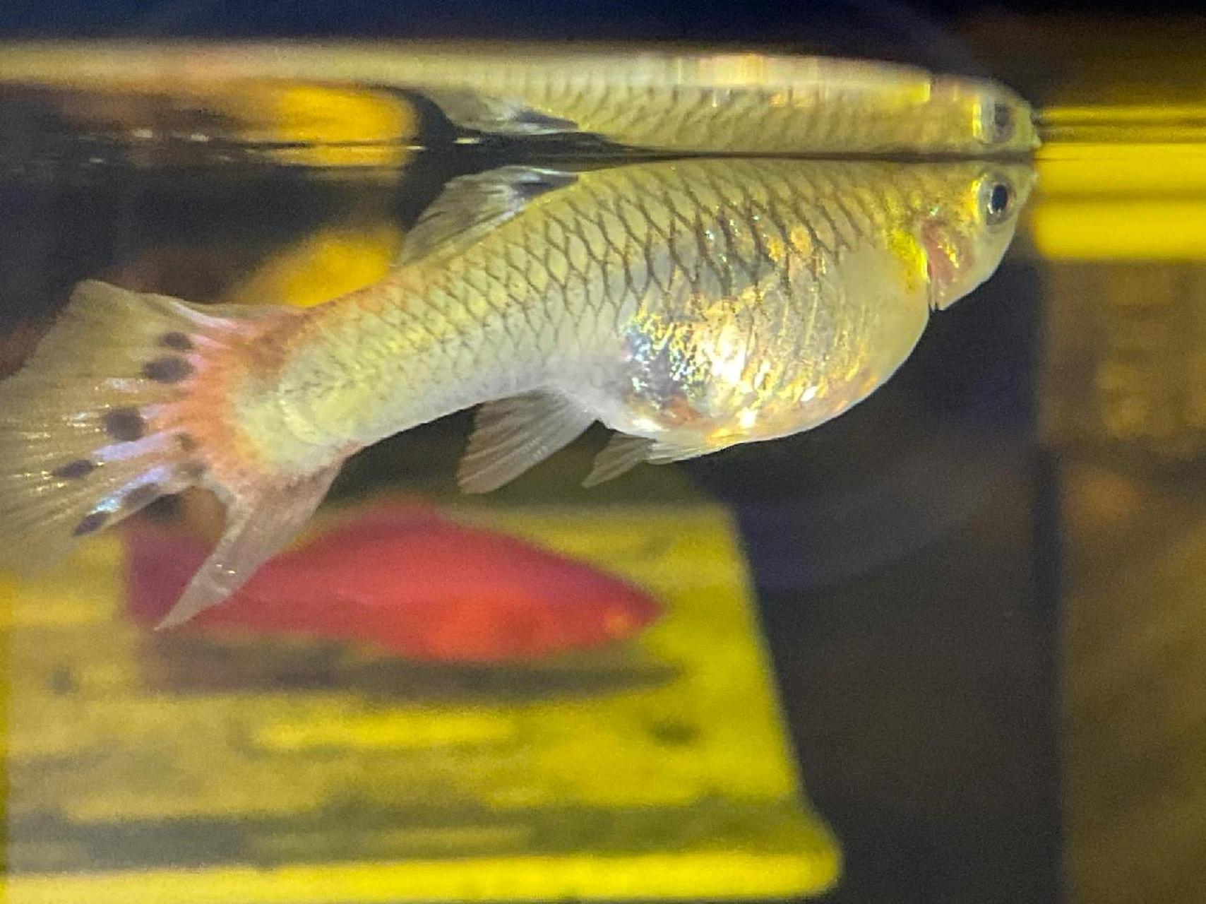 孔雀鱼多久生? 来看看今天的胎斑怎么样?多久生?已经蹲守三天了!