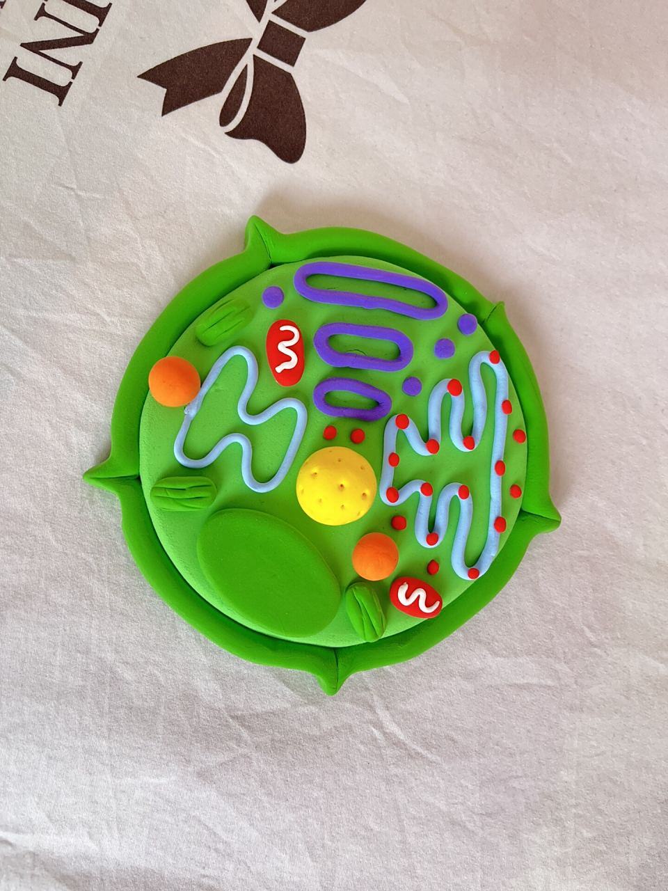 细菌单细胞模型生物细胞模型非常好 生物真核细胞模型初高中手工动物