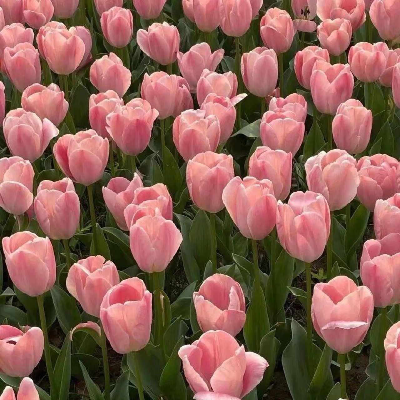 粉色系背景图 "山茶花不懂白玫瑰,月色赶不上余辉"