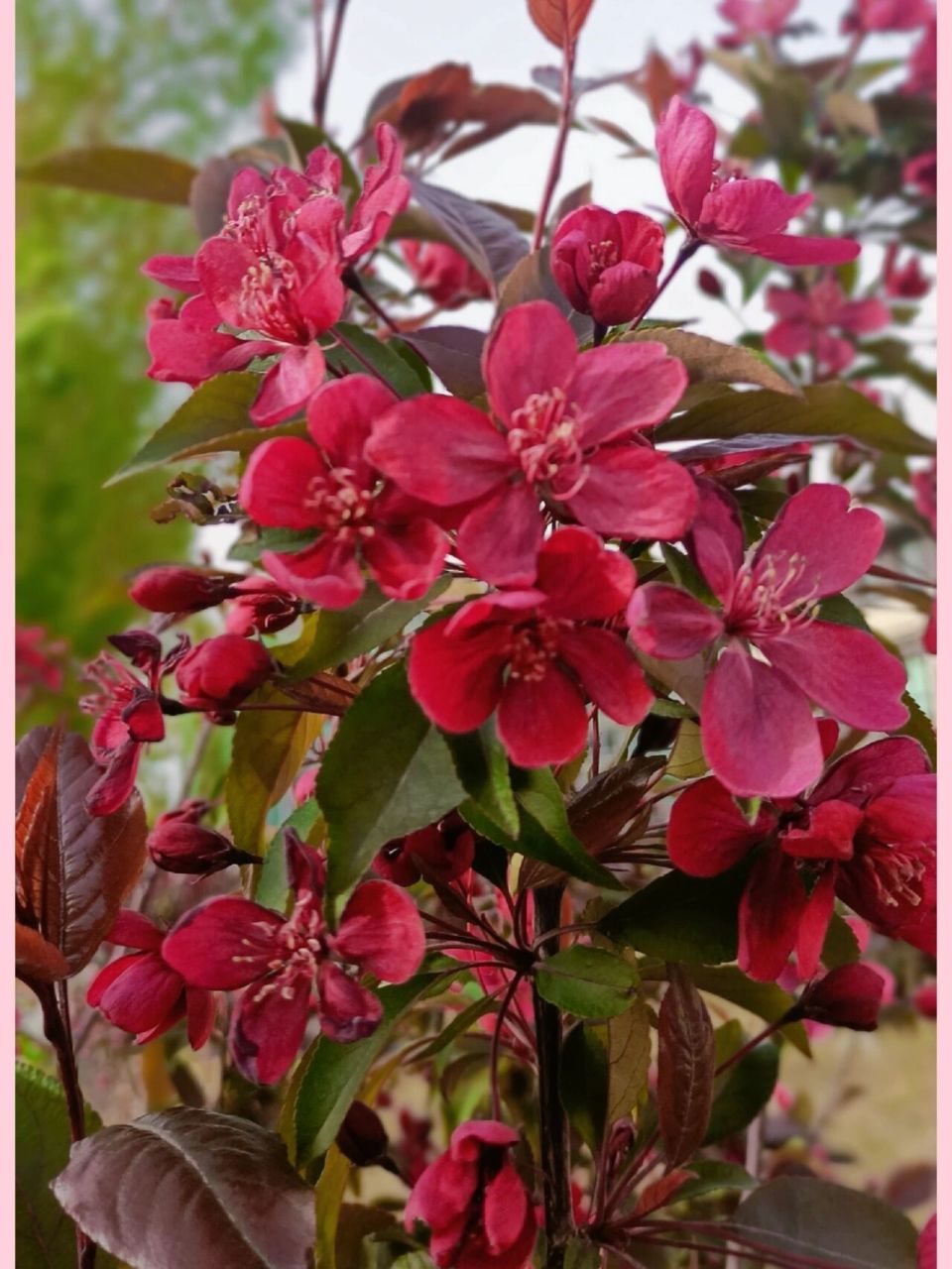 北美海棠 北美海棠花色很深,叶色也很浓重,据说是亚洲的原种,经过北美