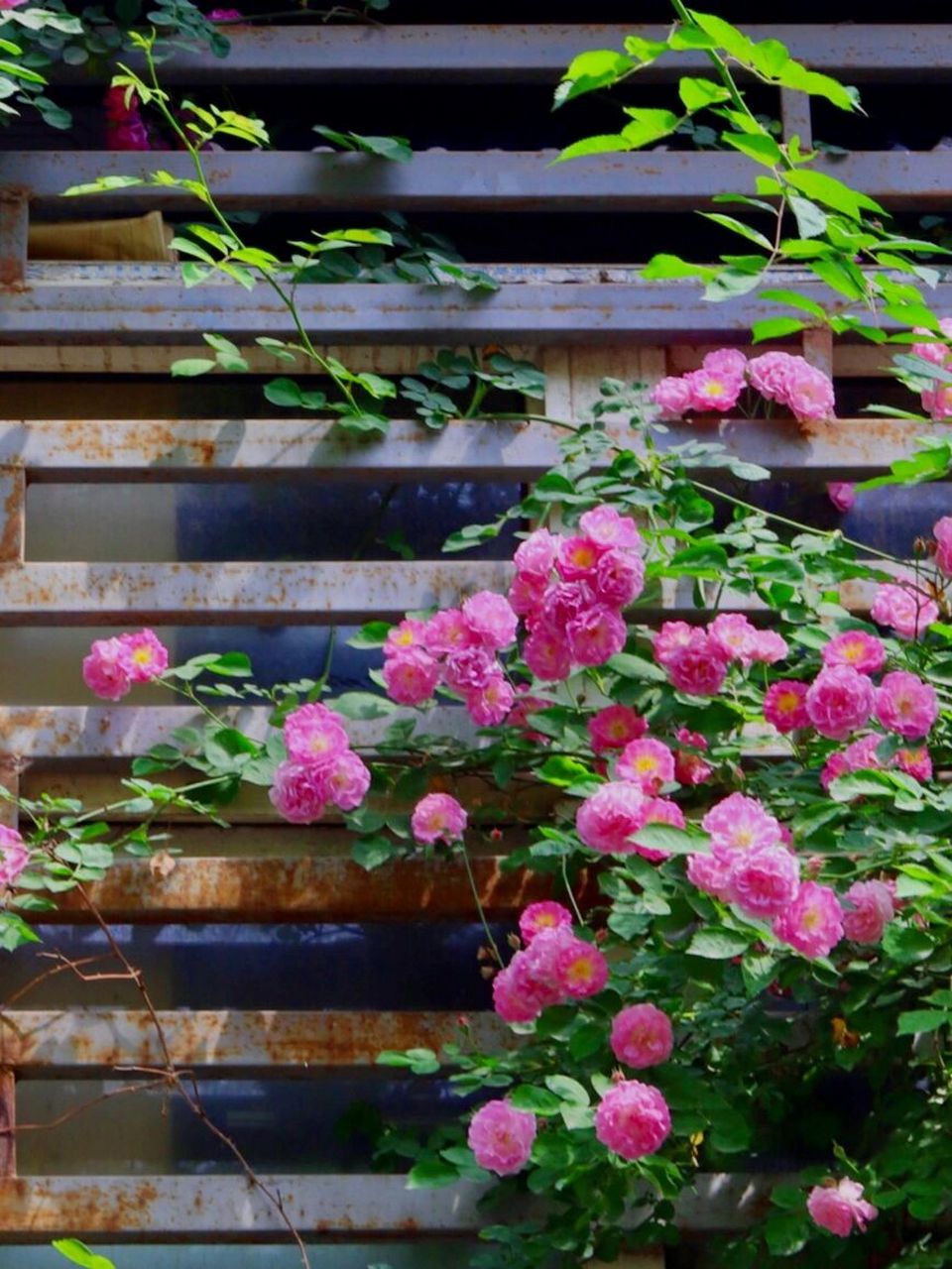 西安城墙边的蔷薇花开啦78 位置就在广仁寺出门向前走四五百米的