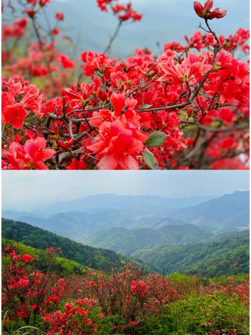 每周一山|满山红遍,从化通天蜡烛徒步攻略 从化通天蜡烛,为从化十登中