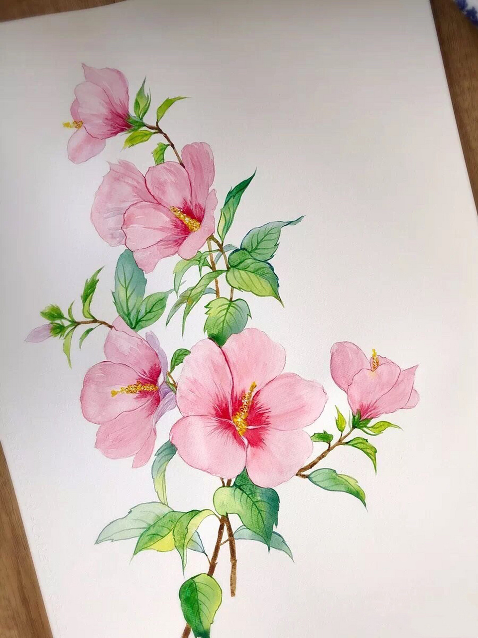 水彩画木槿花的步骤 木子小鱼手绘.木槿又名朝开暮落花.