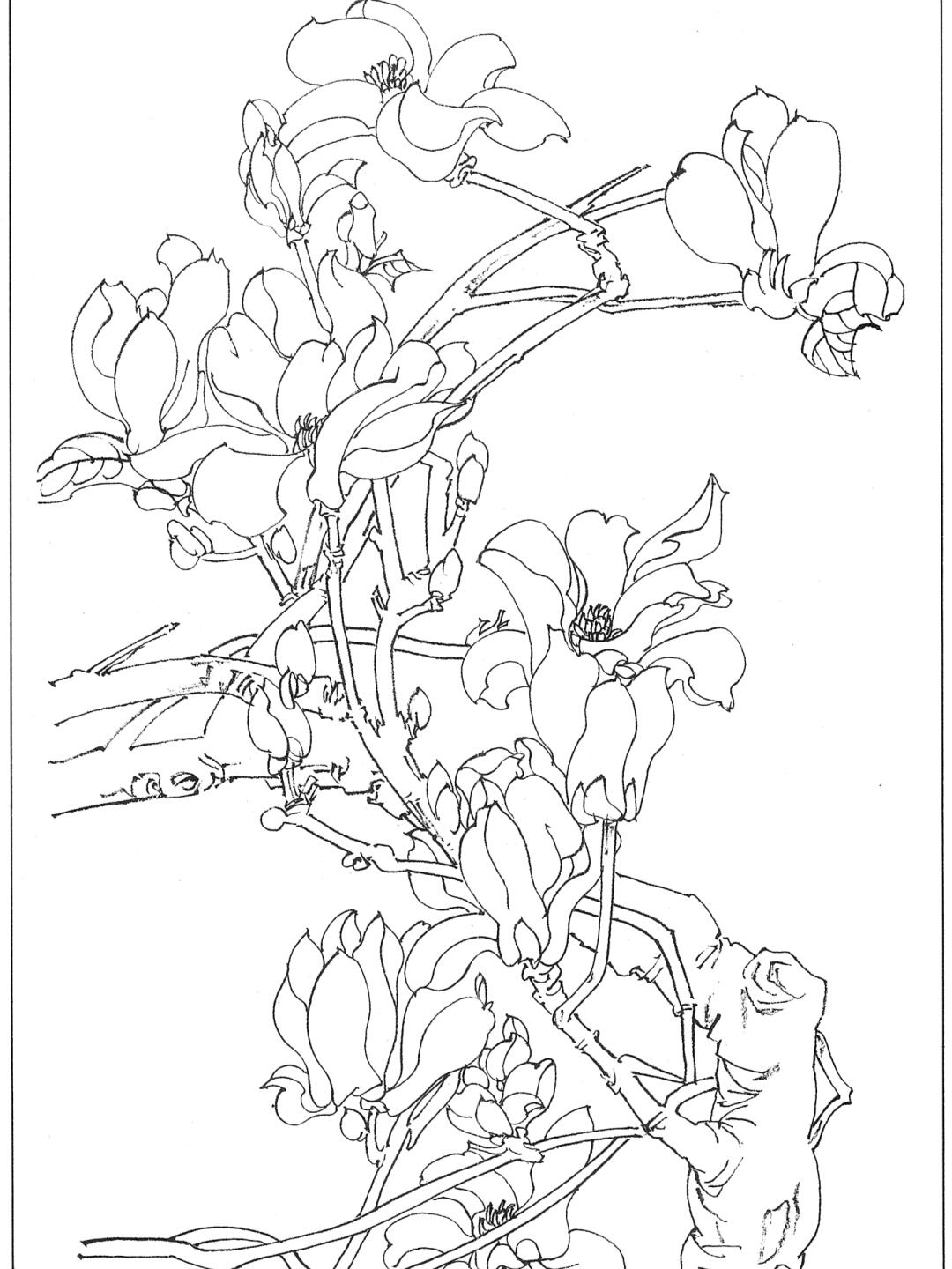 玉兰花白描线描底稿中国传统国画学习素材
