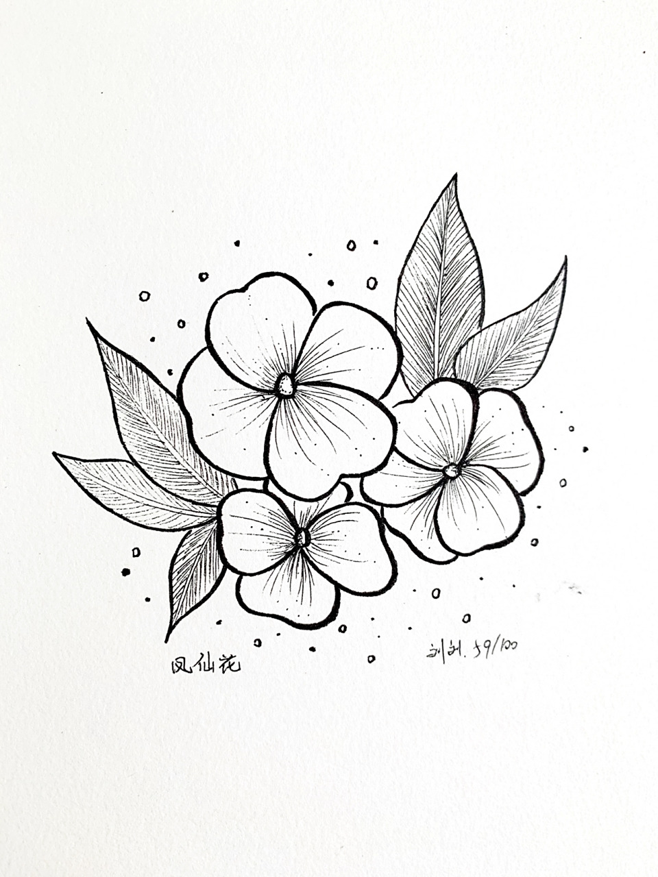 100|线稿|凤仙花 半小时速成品 #每周一花 #我的秘密花园 #黑白装饰画