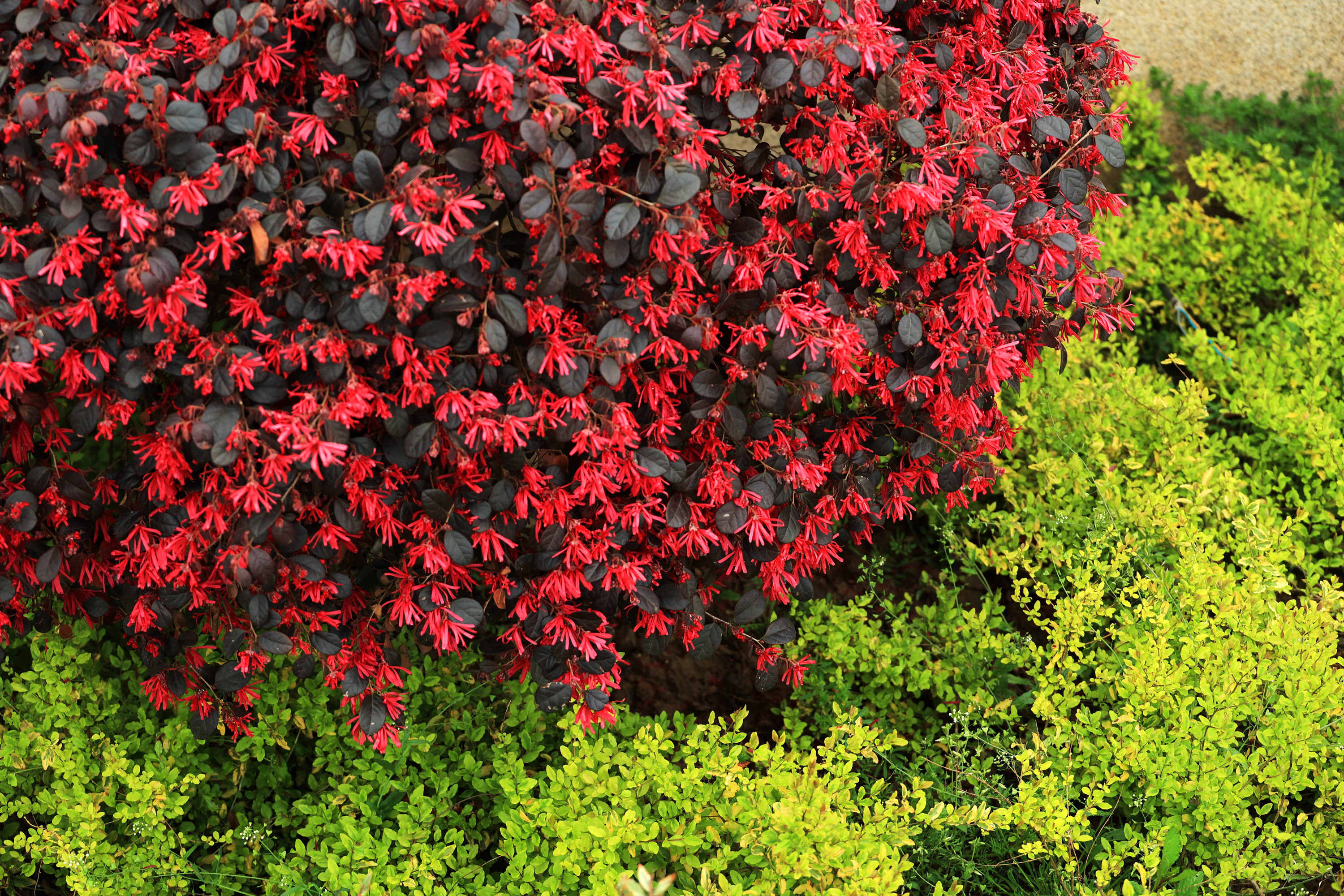 《红花檵木,"檵"字有说法》近日走过环城北路,惊见道路绿化带中有