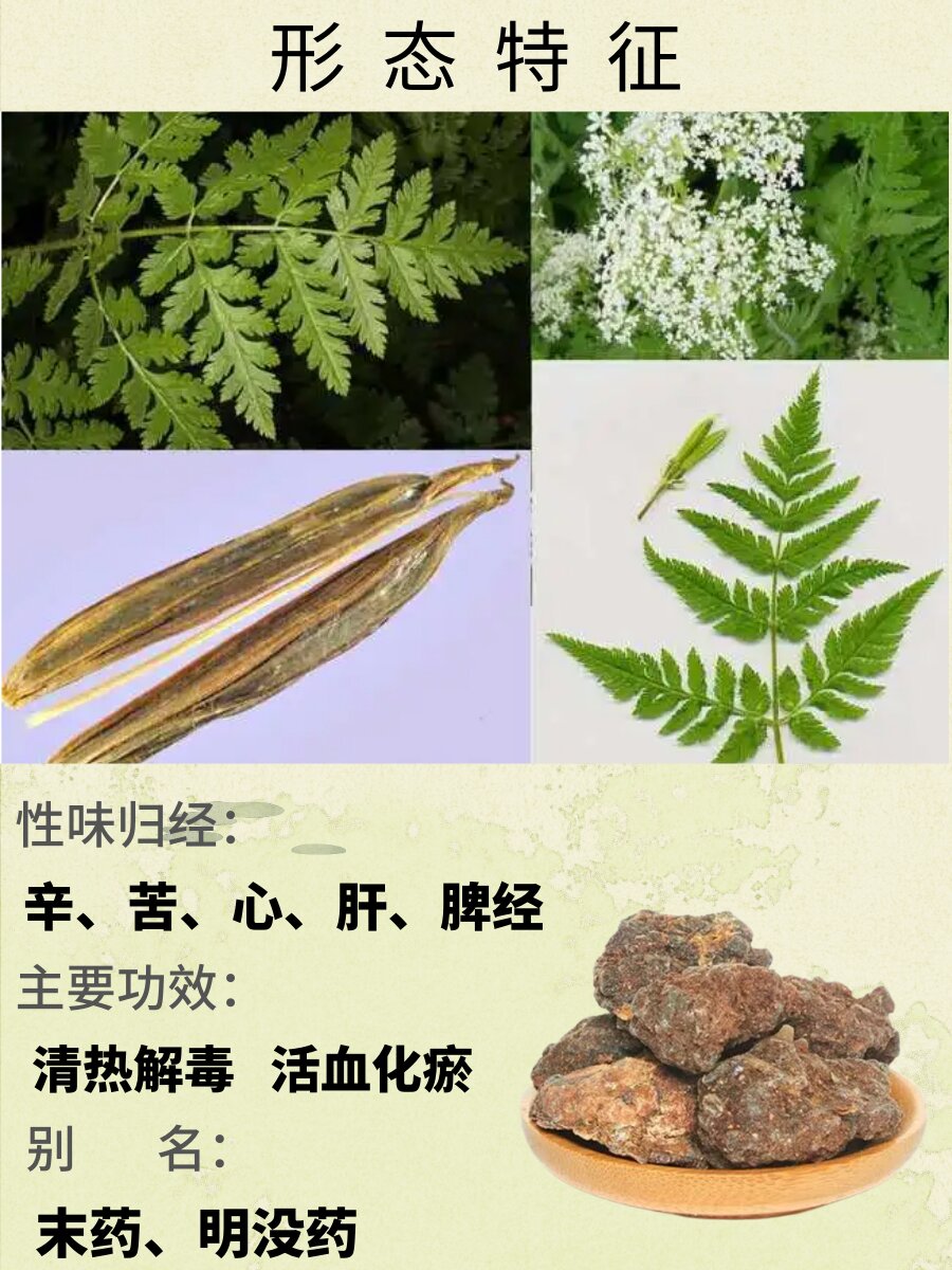 每天了解一味中草yao