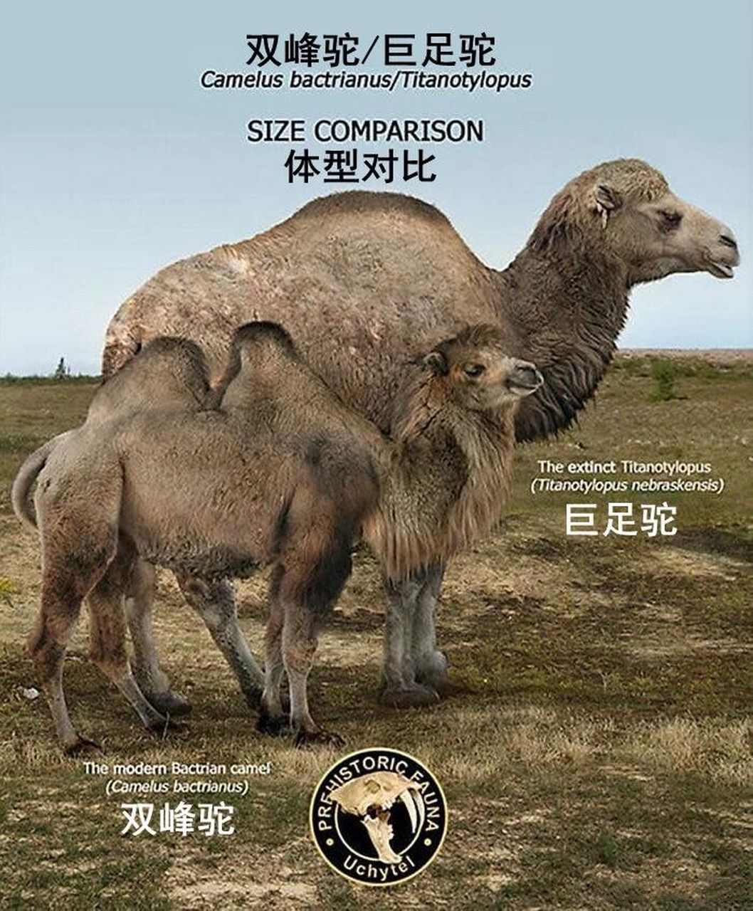 【灭绝巨兽与今天的亲戚】北美篇——巨足驼(tit #古生物# #科普