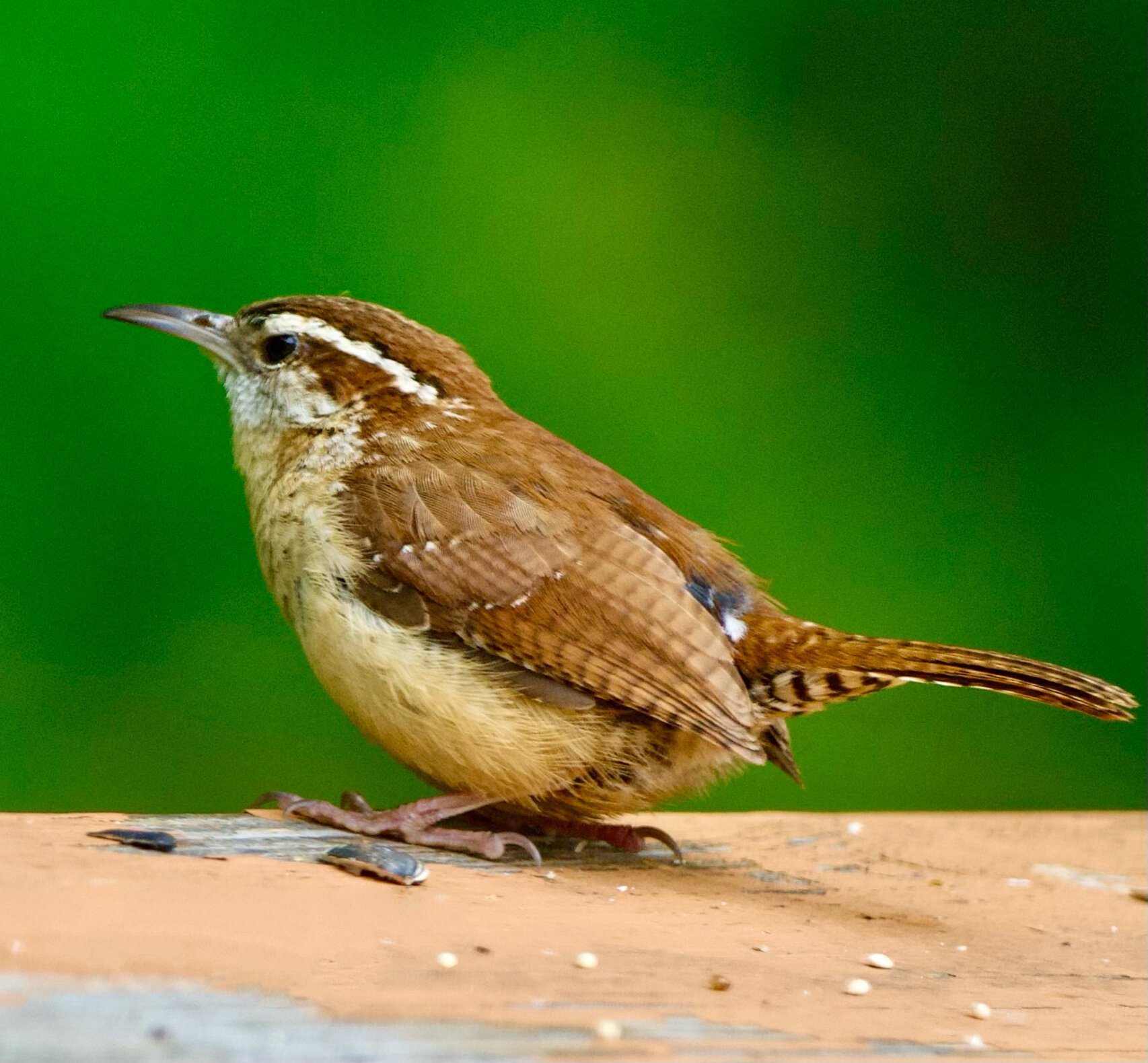 小而傲气的鹪鹩