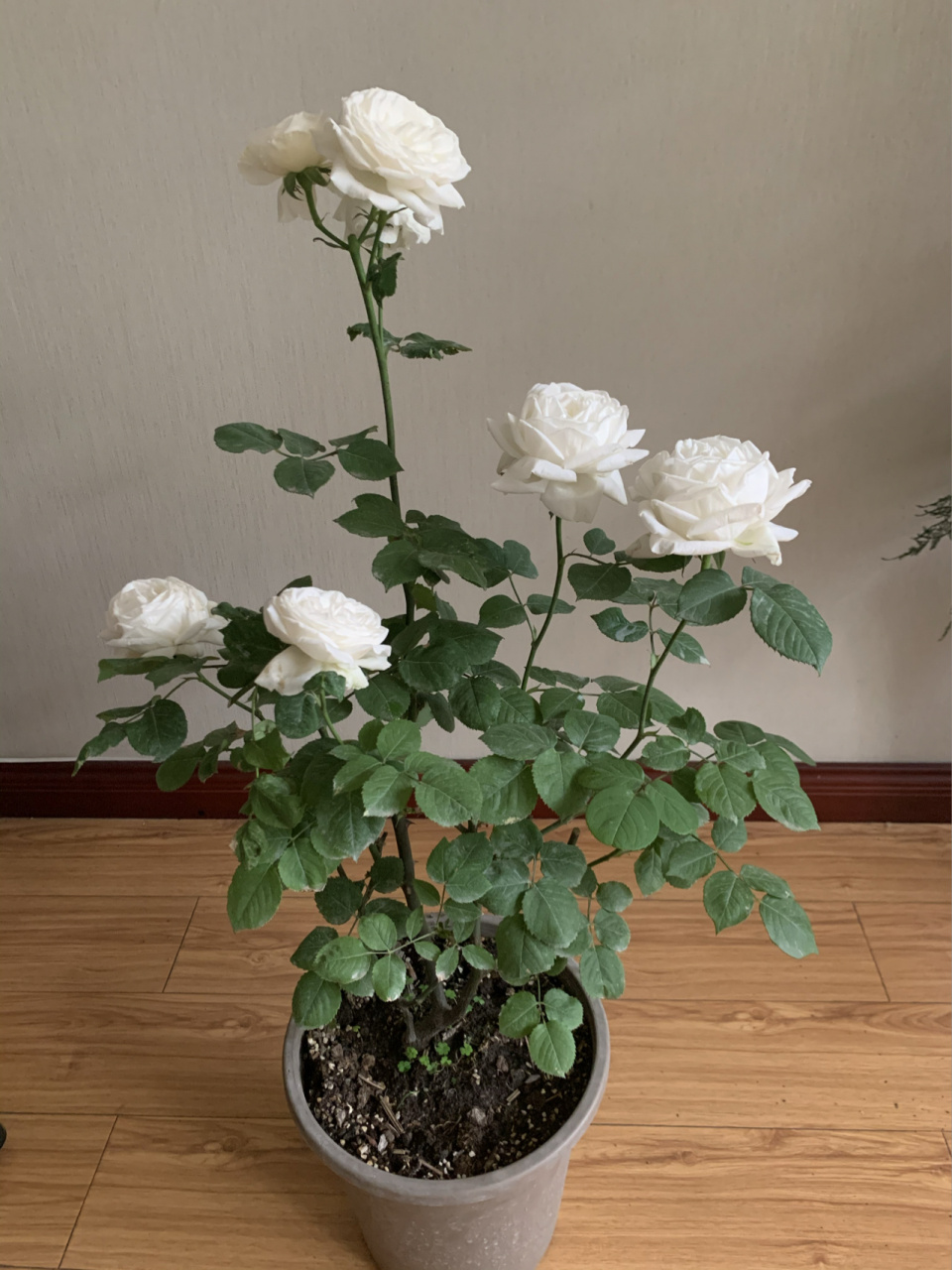 婚礼之路是晶莹剔透的白色大包子花,宁静安详端庄秀雅.