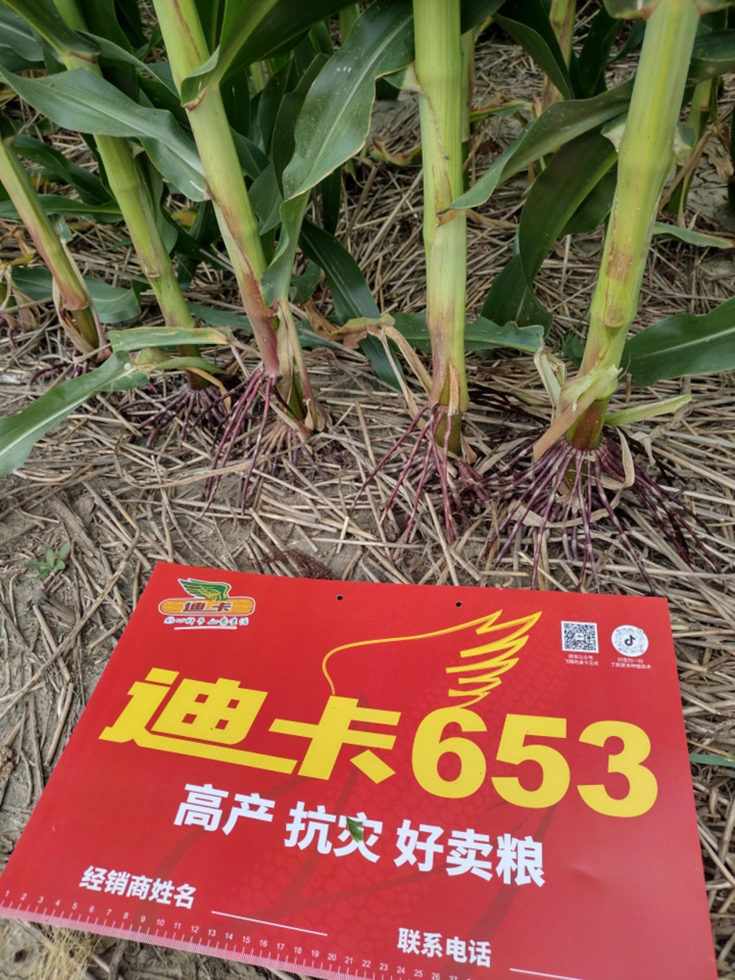 神奇的迪卡653每亩5000棵不空杆