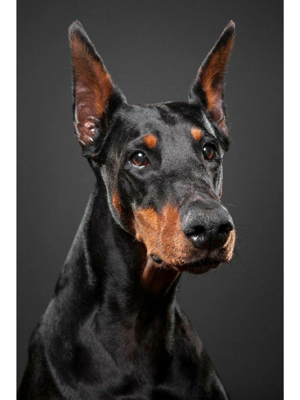 狗中贵族9199——杜宾犬  收图78157815 关住私我可发