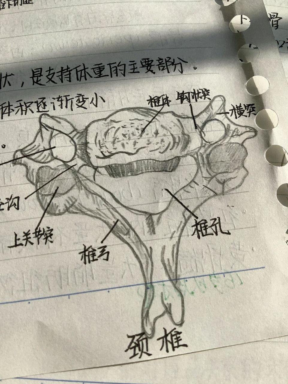 颈椎真是太可爱啦6015解剖学92运动系统① 忍不住要给个特写!