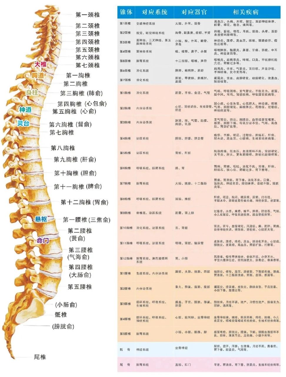 脊柱对应的器官图片