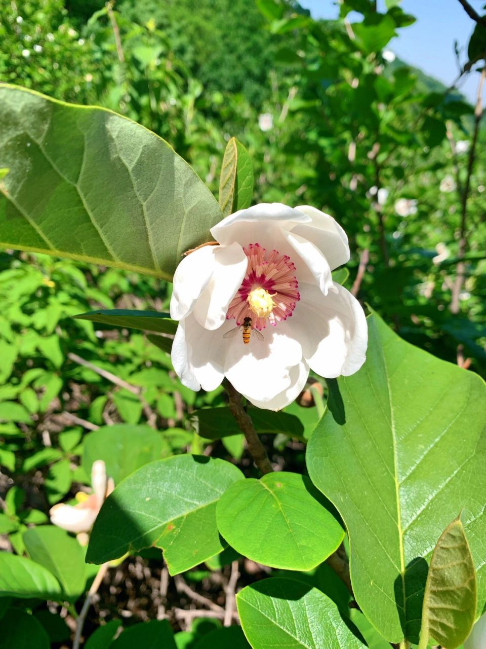 秦皇岛祖山|天女木兰花 海拔千米以上才会开的天女木兰花 天女木兰花