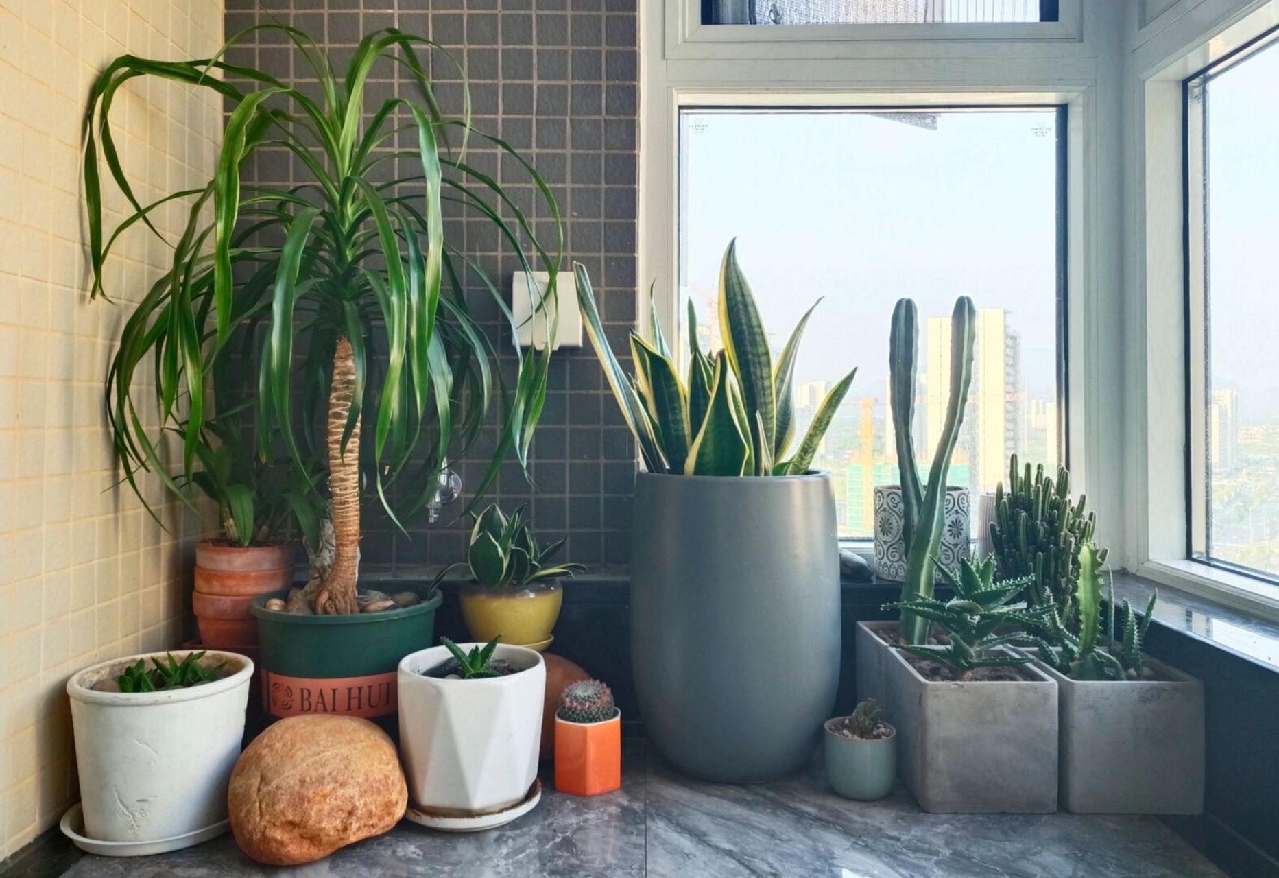 喜欢那款阳台植物造景?