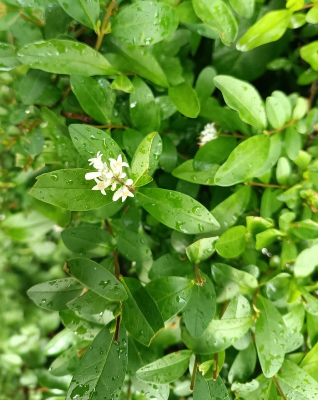 赤峰植物园|雨后最是抚慰人心7315 hi~我是十八,带你逛吃逛吃游