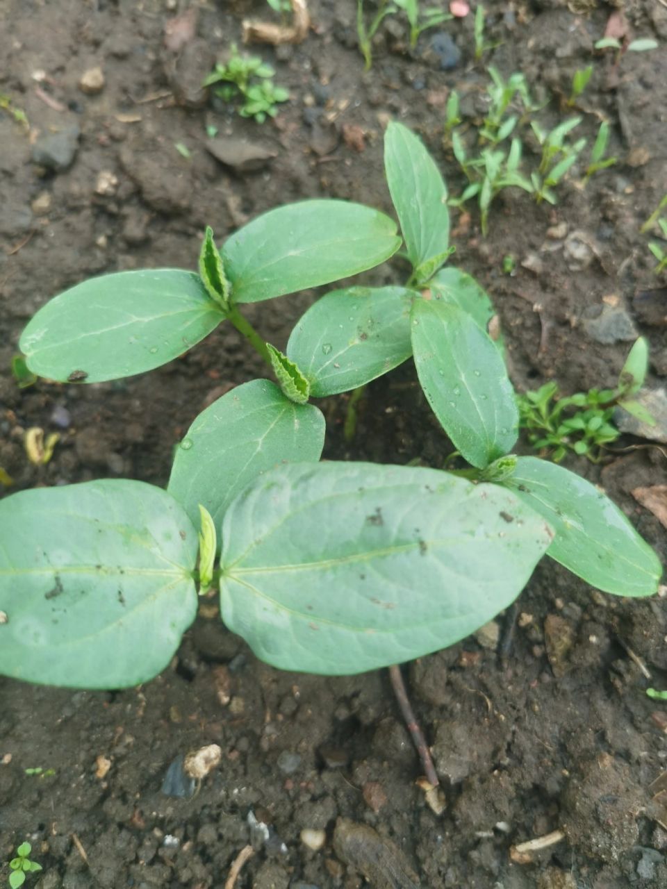 黄瓜这样可以移栽了嚒 请教大家,这样的黄瓜苗可以移栽了嚒