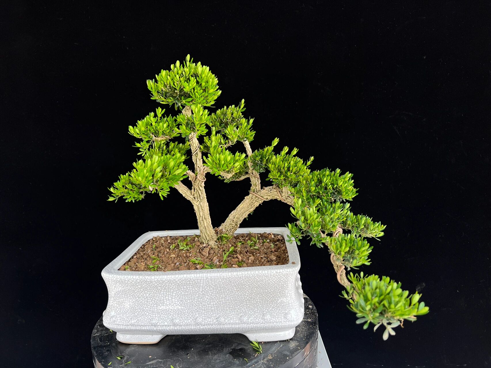 黄杨盆景 【一物一拍】皱皮黄杨盆景雀舌黄杨盆景提根皱皮黄杨庭院