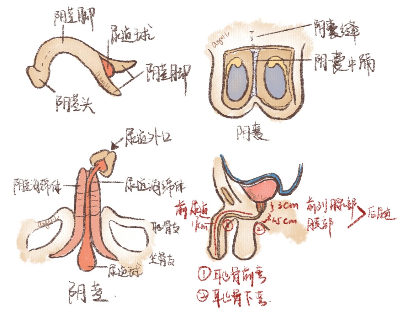 系统解剖//手绘图谱 男性生殖器 内脏学