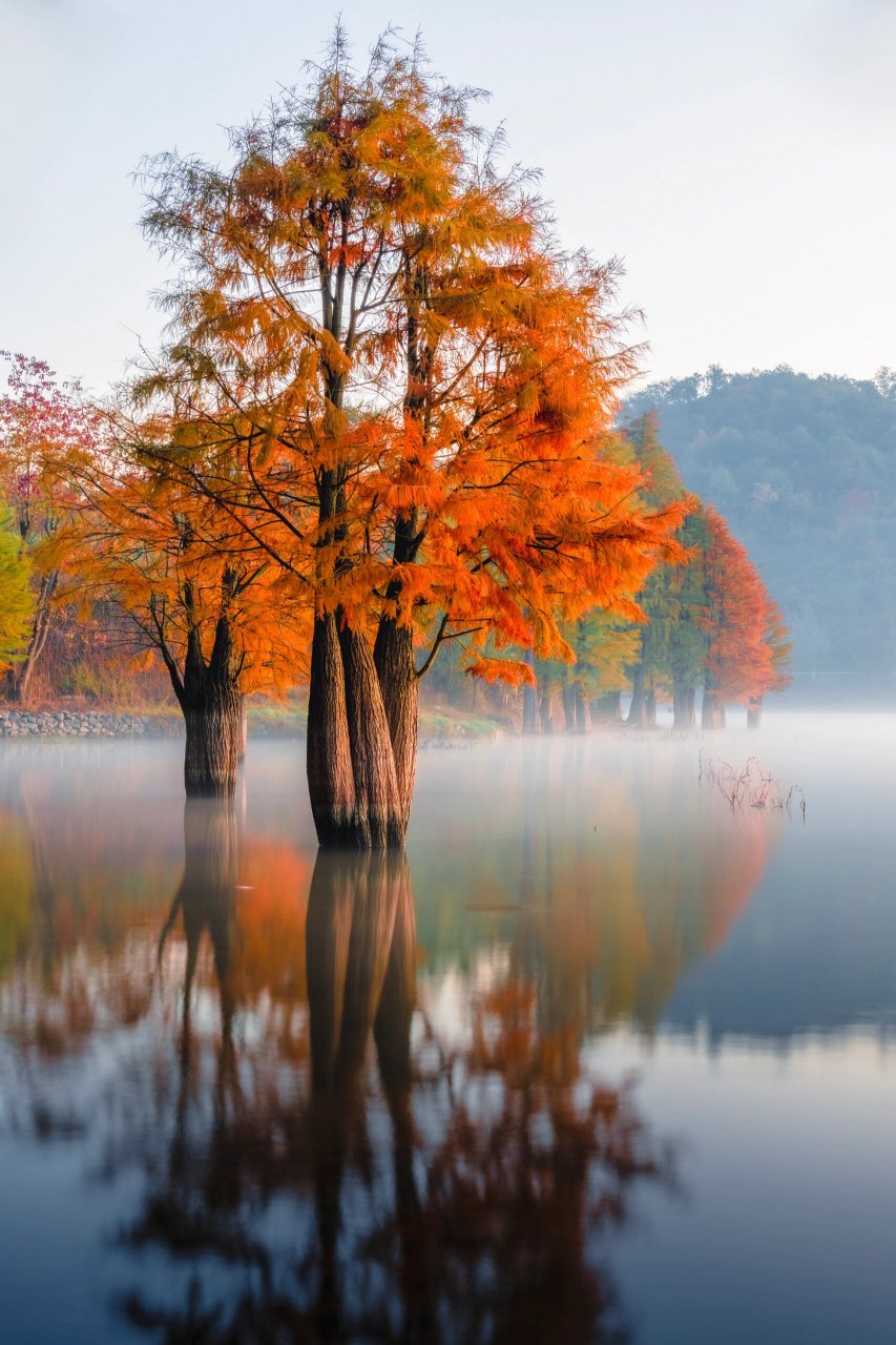 冬已至,而这里的水杉秋意正浓92 第一次拍水杉,赶在日出之前,看了一