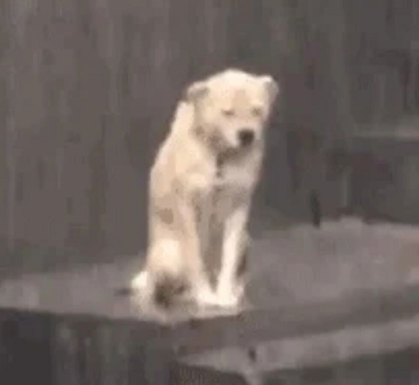 淋雨修98表情包 太好笑了哈哈哈哈哈这个小狗