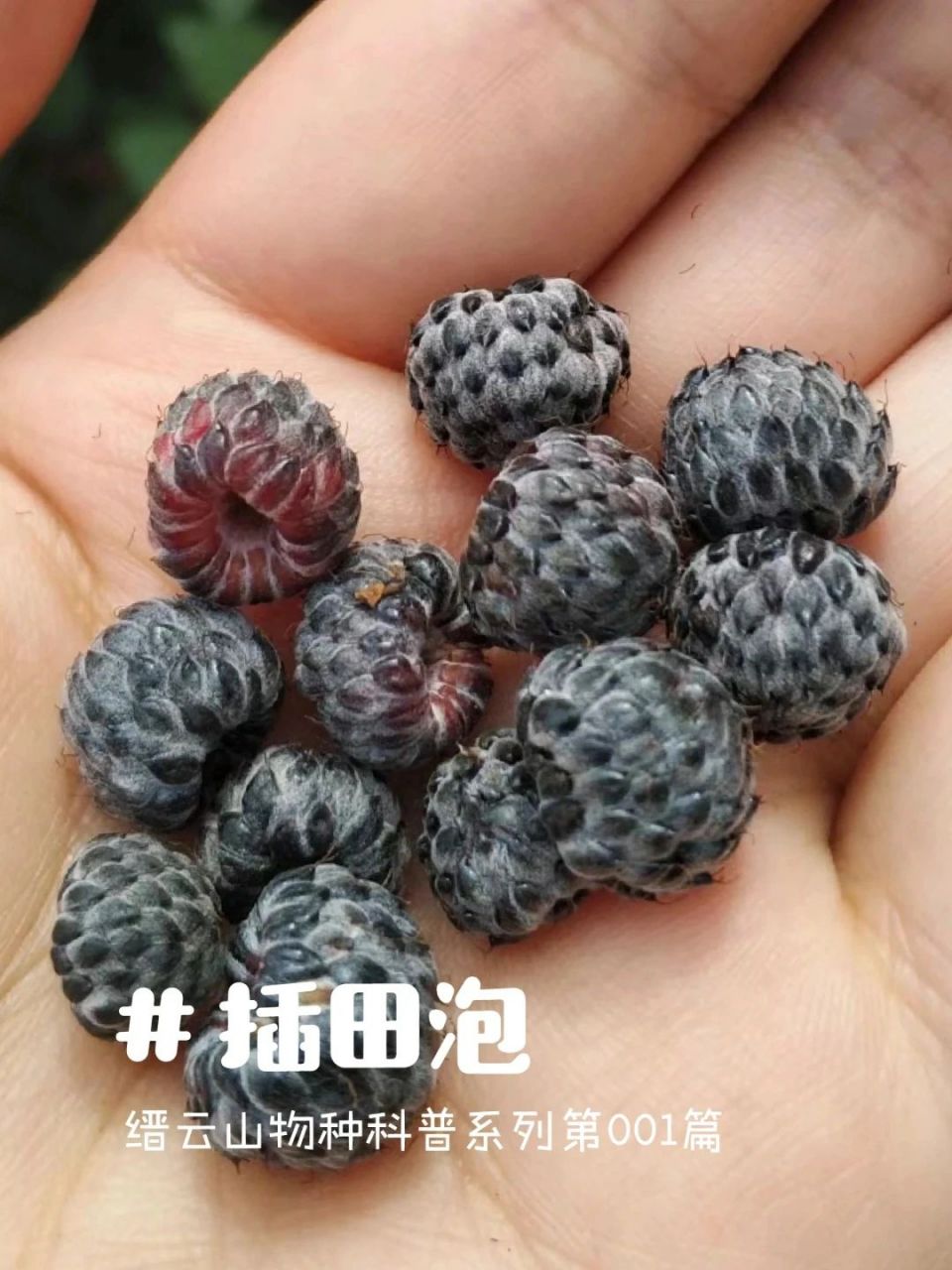 缙云山物种科普丨001:插田泡 插田泡,蔷薇科悬钩子属,红色酸,黑色微