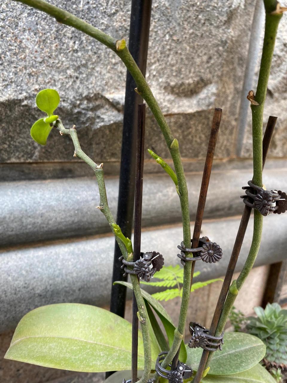 蝴蝶兰原来的花剑上长出了新芽,还没剪下来放水苔花杯里,开春新芽上又