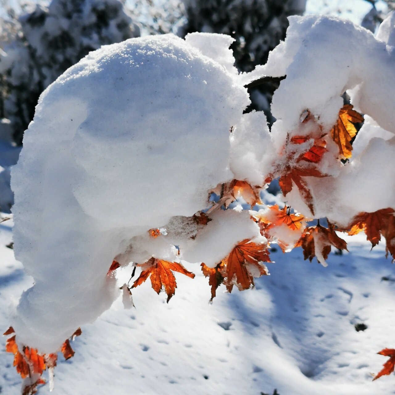 2021最美雪景图片图片