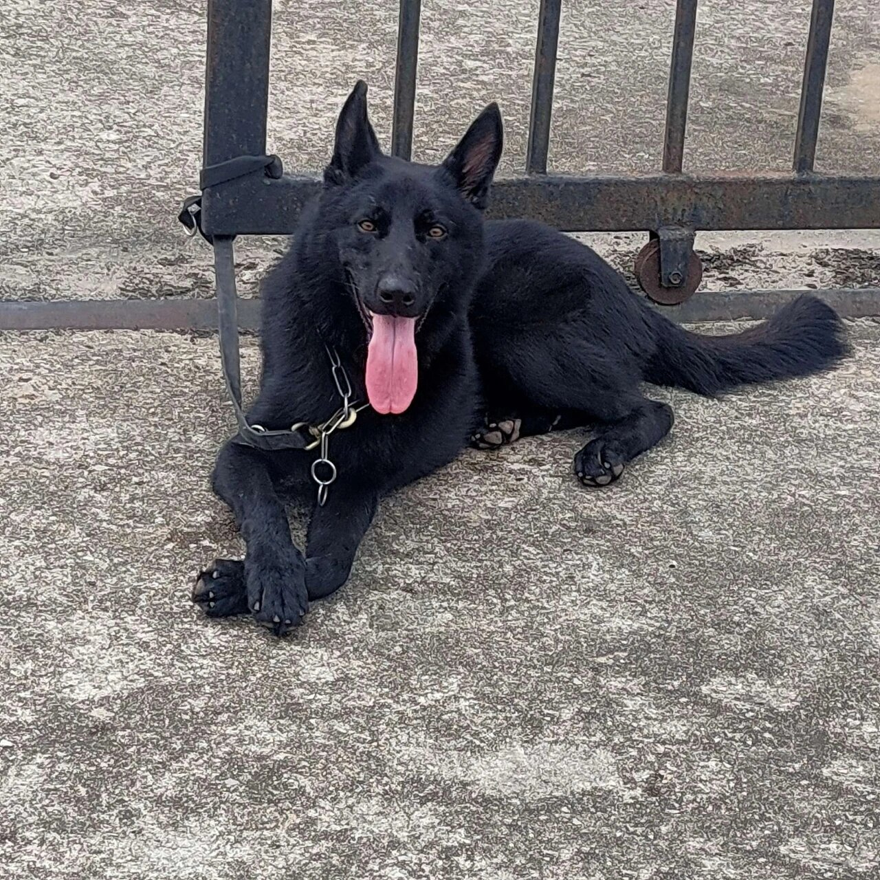 黑狗血灭邪,黑狗毛辟邪,小孩吓着了不用怕 免费送纯黑狗毛,胆大的可以