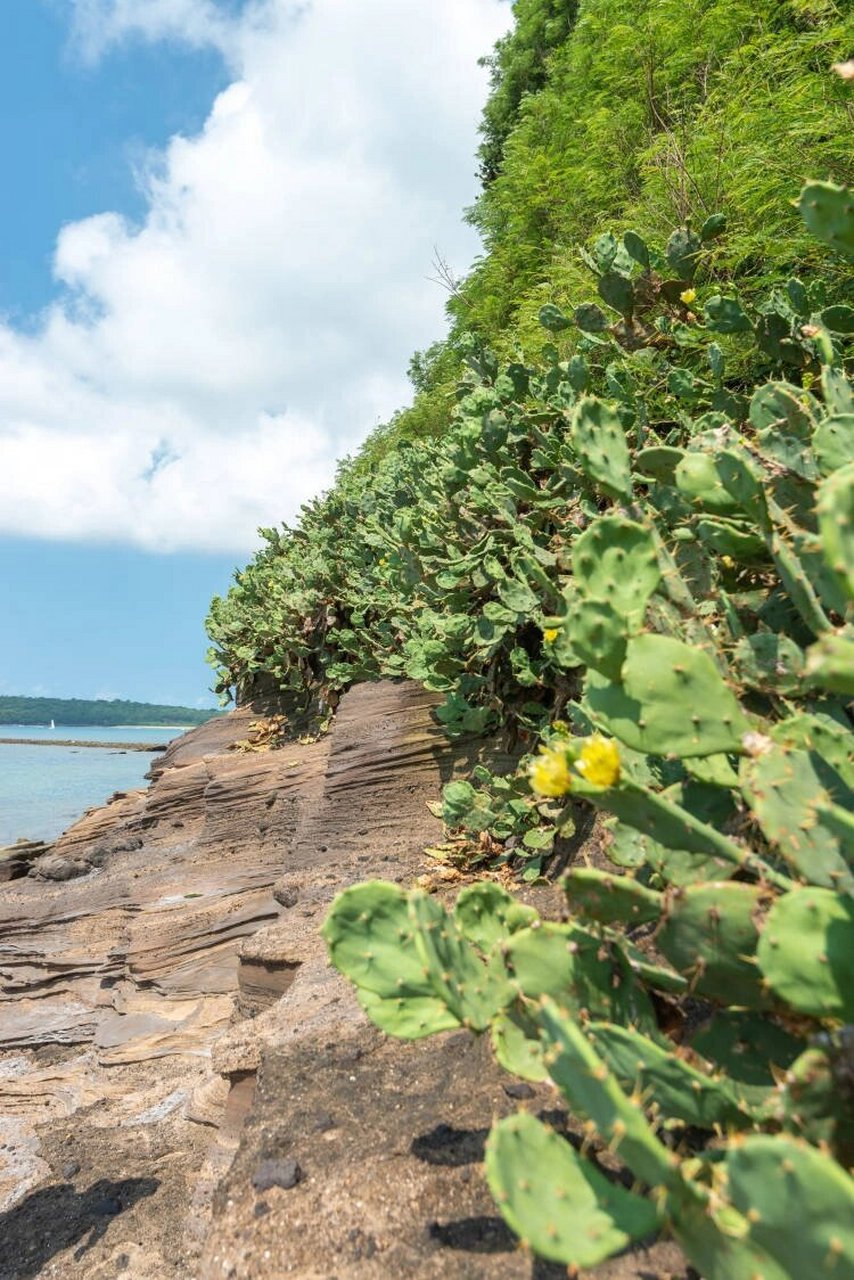 北海涠洲岛小众好看的景点|猪仔岭 景点:导航  到猪仔岭,可以直接到