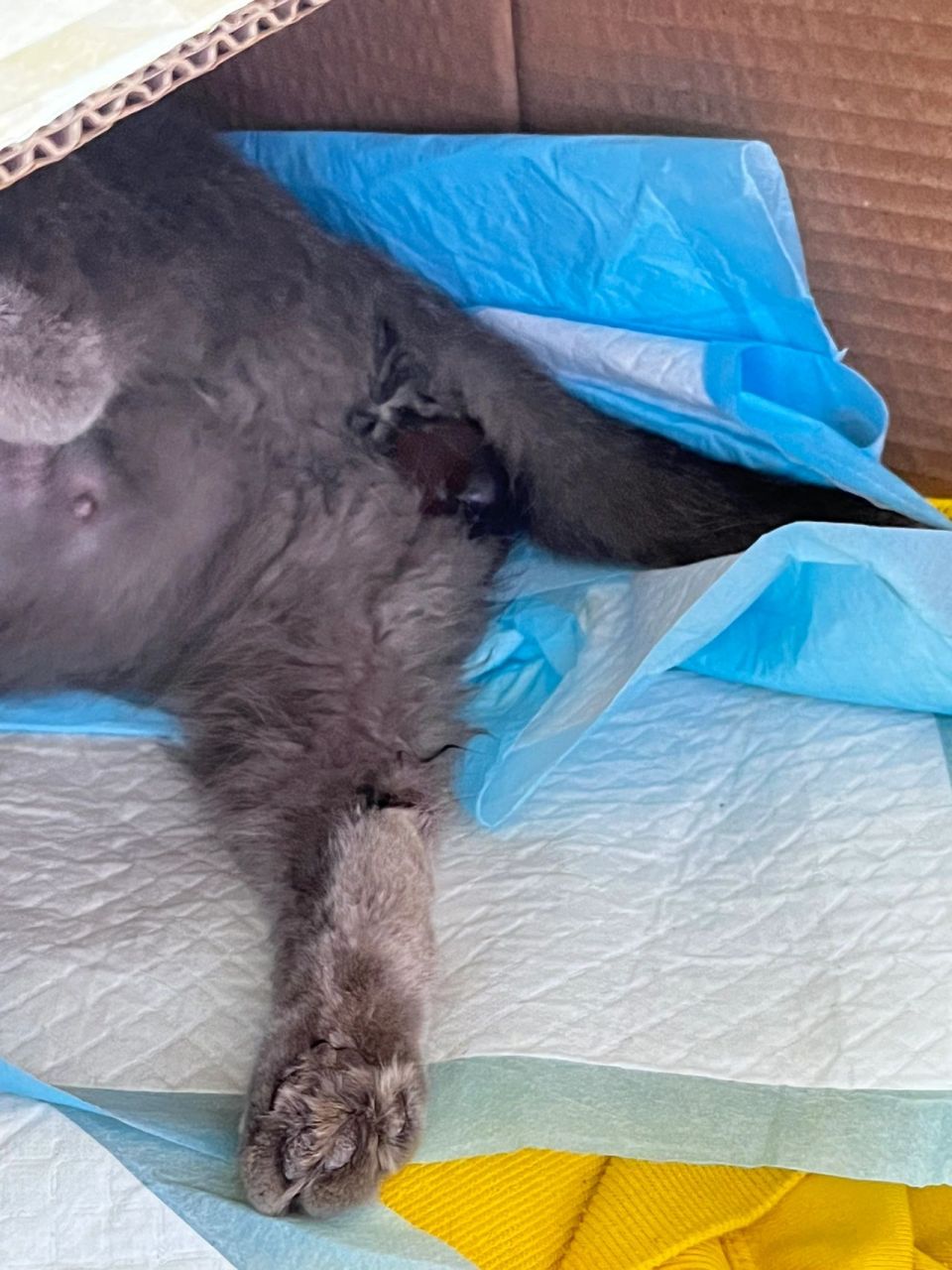 猫咪生产 猫咪一直挂着羊水球时不时宫缩,已经快两个小时了