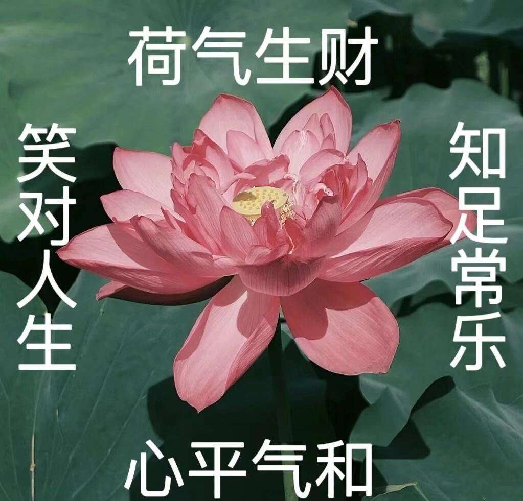 花开富贵系列头像