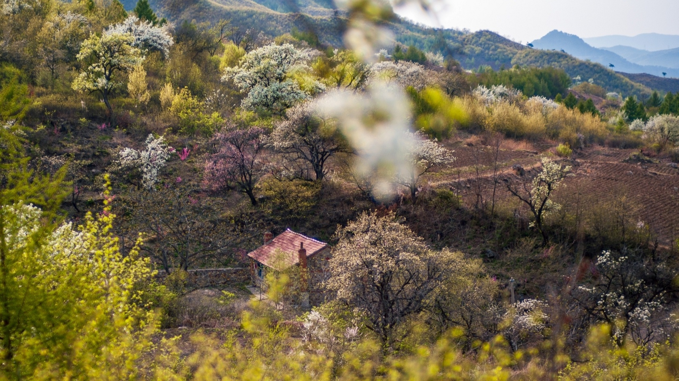 辽宁踏青61辽阳梨花峪 4月末山林里的梨花树都开花了好好看 有一条