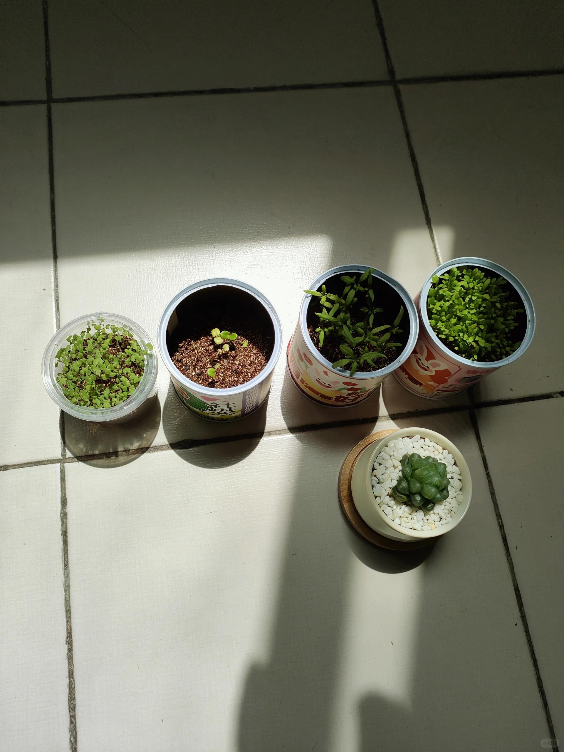 金钱菊移栽计划 总体来说应该算成功趴!